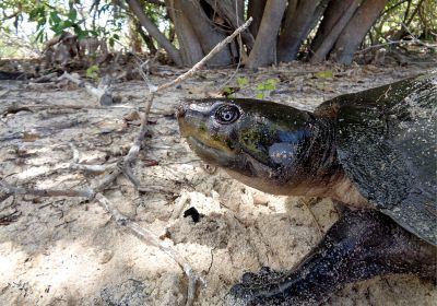 Dumerils-Schienenschildkröte, Peltocephalus dumerilianus, – © Eduardo Gentil