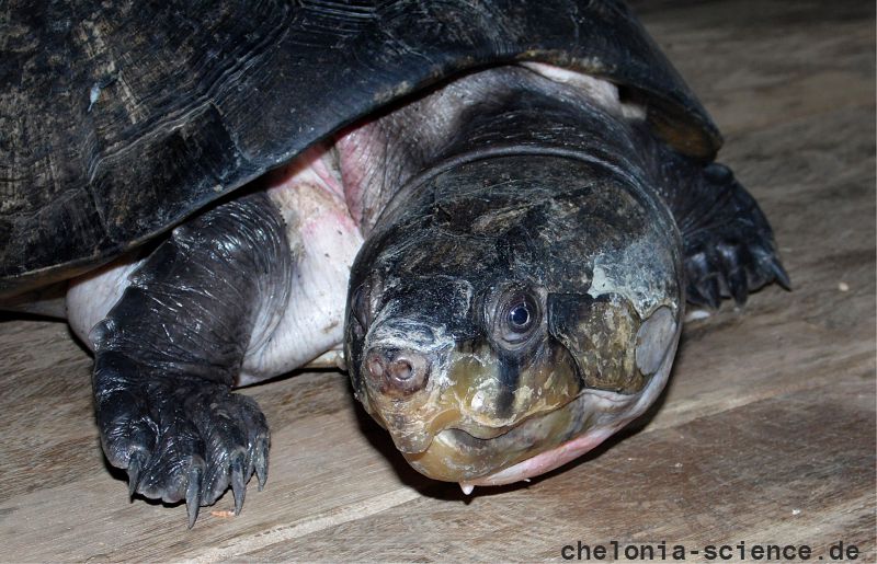 Dumerils-Schienenschildkröte, Peltocephalus dumerilianus, – © Eduardo Gentil