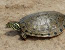 Rio Grande Schmuckschildkröte, Pseudemys gorzugi, – © Drew R. Davis