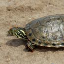 Rio Grande Schmuckschildkröte, Pseudemys gorzugi, – © Drew R. Davis Rio Grande Schmuckschildkröte, Pseudemys gorzugi, – © Drew R. Davis