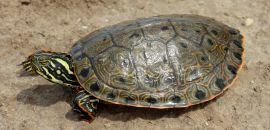 Rio Grande Schmuckschildkröte, Pseudemys gorzugi, – © Drew R. Davis