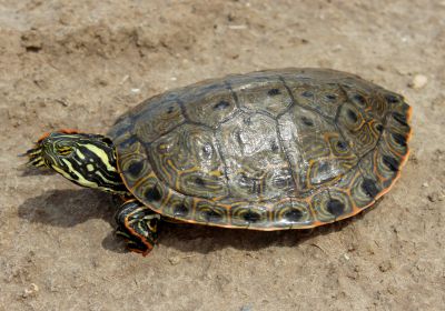 Pseudemys gorzugi – Rio Grande Schmuckschildkröte