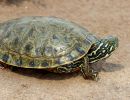 Rio Grande Schmuckschildkröte, Pseudemys gorzugi, – © Drew R. Davis