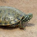 Rio Grande Schmuckschildkröte, Pseudemys gorzugi, – © Drew R. Davis