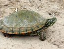 Rio Grande Schmuckschildkröte, Pseudemys gorzugi, – © Drew R. Davis