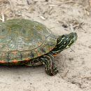 Rio Grande Schmuckschildkröte, Pseudemys gorzugi, – © Drew R. Davis