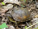 Dreizehen-Dosenschildkröte, Terrapene carolina triunguis, – © R. Dwayne Elmore