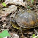 Dreizehen-Dosenschildkröte, Terrapene carolina triunguis, – © R. Dwayne Elmore