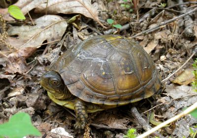 Dreizehen-Dosenschildkröte, Terrapene carolina triunguis, – © R. Dwayne Elmore