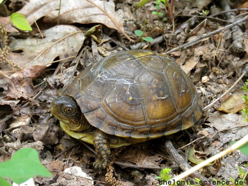 Dreizehen-Dosenschildkröte, Terrapene carolina triunguis, – © R. Dwayne Elmore Dreizehen-Dosenschildkröte, Terrapene carolina triunguis, – © R. Dwayne Elmore