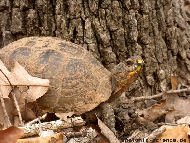 Dreizehen-Dosenschildkröte, Terrapene carolina triunguis, – © R. Dwayne Elmore