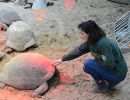 Aldabra-Riesenschildkröte, Aldabrachelys gigantea, – © Eleonora Bonacina