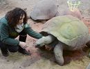 Aldabra-Riesenschildkröte, Aldabrachelys gigantea, – © Eleonora Bonacina