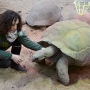 Aldabra-Riesenschildkröte, Aldabrachelys gigantea, – © Eleonora Bonacina