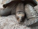 Aldabra-Riesenschildkröte, Aldabrachelys gigantea, – © Thorsten Geier