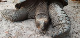 Aldabra-Riesenschildkröte, Aldabrachelys gigantea, – © Thorsten Geier