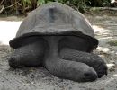 Aldabra-Riesenschildkröte, Aldabrachelys gigantea, – © Thorsten Geier