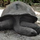 Aldabra-Riesenschildkröte, Aldabrachelys gigantea, – © Thorsten Geier