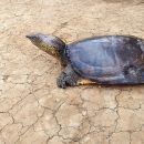 Westliche Knorpel-Weichschildkröte, Amyda ornata phayrei, – © Ei Mon Kyaw