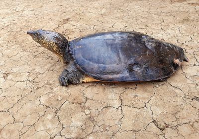 Amyda ornata phayrei – Westliche Knorpel-Weichschildkröte