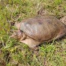 Florida-Weichschildkröte, Apalone ferox, aus den Everglades – © Carl May