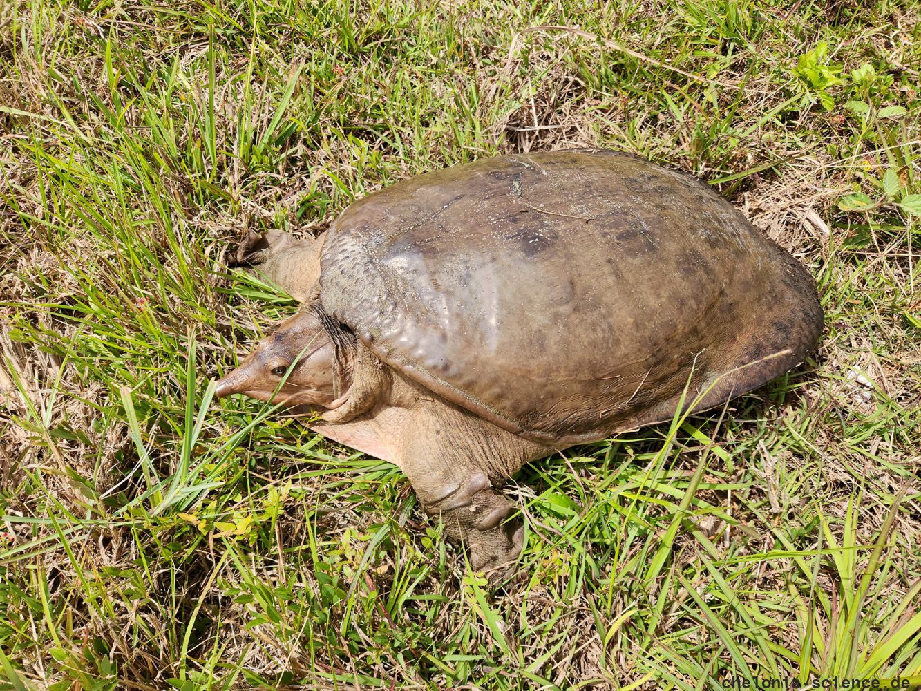 Florida-Weichschildkröte, Apalone ferox, aus den Everglads – © Carl May