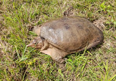 Florida-Weichschildkröte, Apalone ferox, – © Carl May