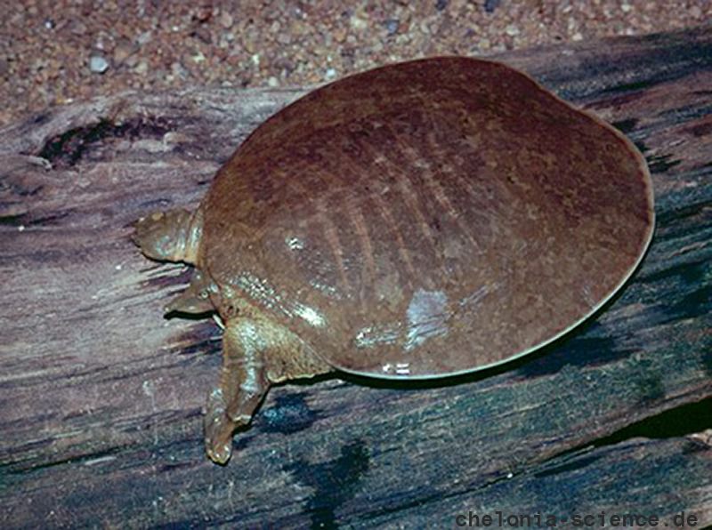 Glattrand-Weichschildkröten, Apalone mutica, – © Michael V. Plummer Glattrand-Weichschildkröten, Apalone mutica, – © Michael V. Plummer