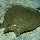 Glattrand-Weichschildkröten, Apalone mutica, – © Michael V. Plummer