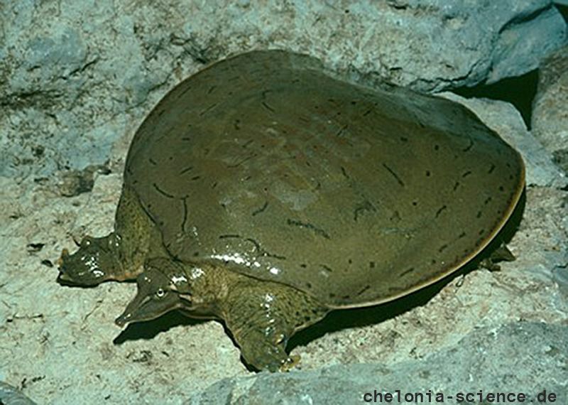 Glattrand-Weichschildkröten, Apalone mutica, – © Michael V. Plummer