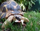 Strahlenschildkröte, Astrochelys radiata, – © Hans-Jürgen Bidmon