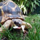 Strahlenschildkröte, Astrochelys radiata, – © Hans-Jürgen Bidmon