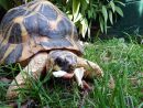 Strahlenschildkr&ouml;te, Astrochelys radiata, &ndash; &copy; Hans-J&uuml;rgen Bidmon