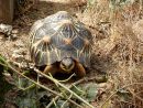 Strahlenschildkr&ouml;te, Astrochelys radiata, &ndash; &copy; Hans-J&uuml;rgen Bidmon