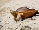 Batagur-Schildkröte, Batagur baska, ein Weibchen mit Fluoreszenzklebebandmarkierung – © Rupert Kainradl, Zoo Wien