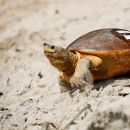 Batagur-Schildkröte, Batagur baska, ein Weibchen mit Fluoreszenzklebebandmarkierung – © Rupert Kainradl, Zoo Wien