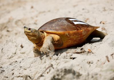 Batagur baska – Batagur-Schildkröte
