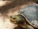 Bengalische Flussschildkröte, Batagur kachuga, – © Edoardo Bardi