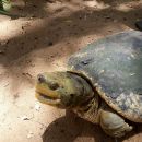 Bengalische Flussschildkröte, Batagur kachuga, – © Edoardo Bardi