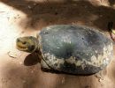 Bengalische Flussschildkröte, Batagur kachuga, – © Edoardo Bardi