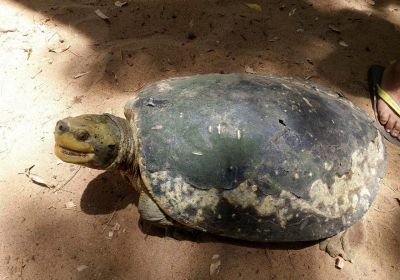 Bengalische Flussschildkröte, Batagur kachuga, – © Edoardo Bardi