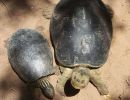 Bengalische Flussschildkröte, Batagur kachuga, – © Edoardo Bardi