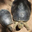 Bengalische Flussschildkröte, Batagur kachuga, – © Edoardo Bardi