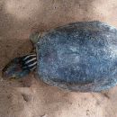 Bengalische Flussschildkröte, Batagur kachuga, – © Edoardo Bardi