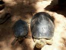 Bengalische Flussschildkröte, Batagur kachuga, – © Edoardo Bardi