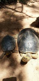 Bengalische Flussschildkröte, Batagur kachuga, – © Edoardo Bardi