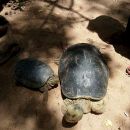 Bengalische Flussschildkröte, Batagur kachuga, – © Edoardo Bardi