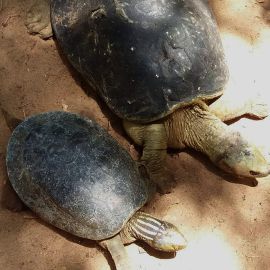 Bengalische Flussschildkröte, Batagur kachuga, – © Edoardo Bardi