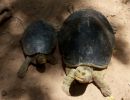 Bengalische Flussschildkröte, Batagur kachuga, – © Edoardo Bardi