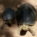 Bengalische Flussschildkröte, Batagur kachuga, – © Edoardo Bardi